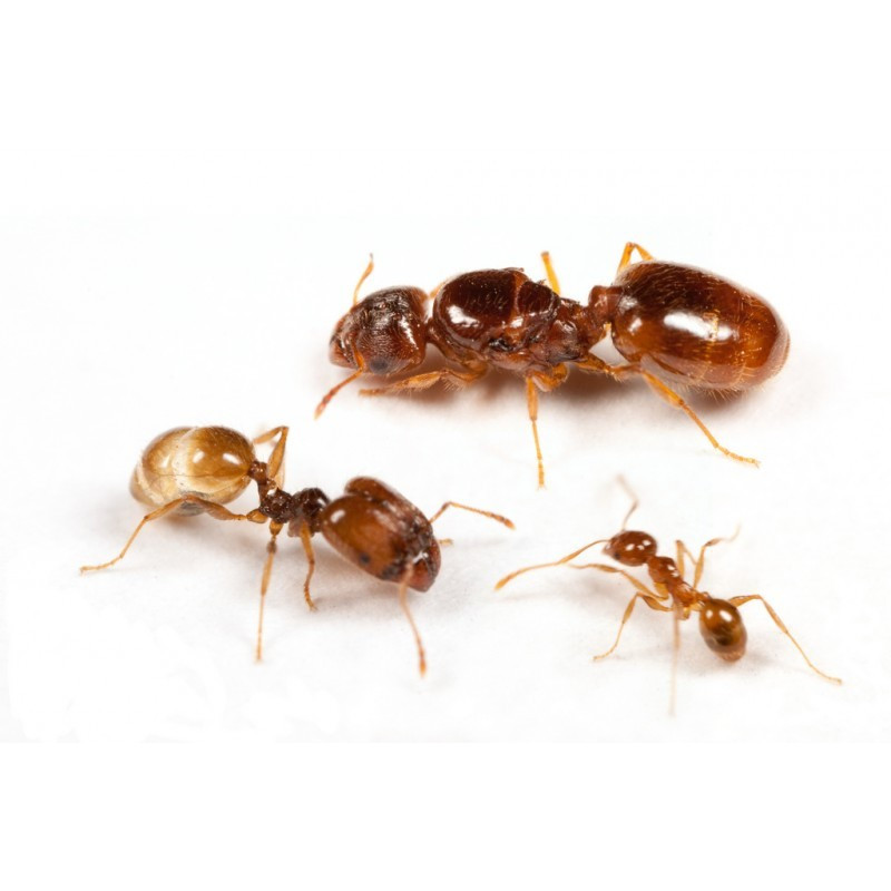 Reine fourmi Pheidole pallidula avec Ouvrières et couvain