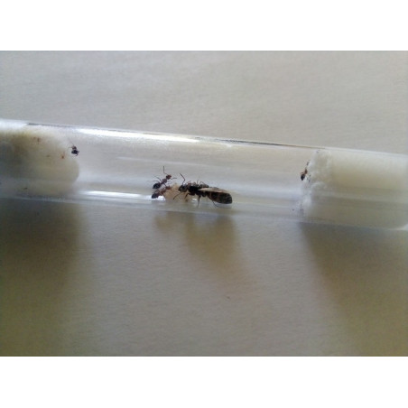 Camponotus lateralis avec ouvrières et couvain