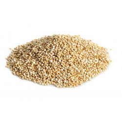 Graine de quinoa BIO, aliment parfait pour les fourmis granivores.
