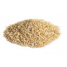 Graine de quinoa BIO, aliment parfait pour les fourmis granivores.