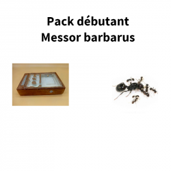 Pack débutant Messor barbarus