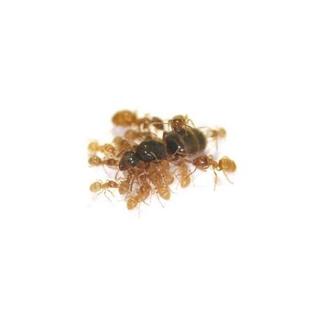 Reine fourmis Lasius flavus avec des ouvrières